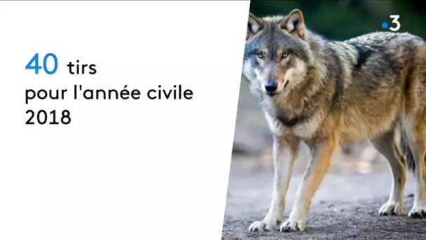 Plan loup : 40 loups seront tués en 2018