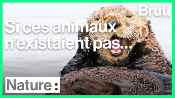Si ces animaux n&#039;existaient pas…