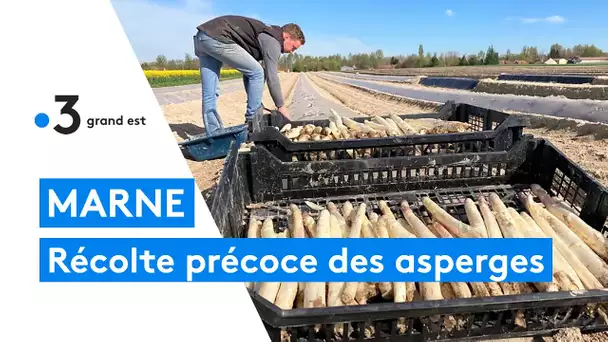 Marne : la récolte des asperges blanches commence avec presque un mois d'avance