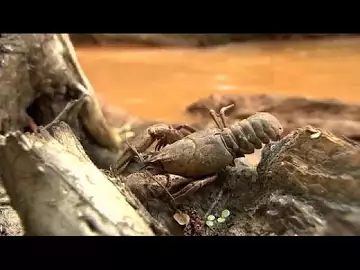 Rivière "orange", une catastrophe écologique qui touche la Slovaquie et la Hongrie