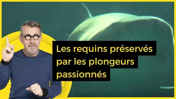 Les requins préservés par les plongeurs passionnés - C Jamy