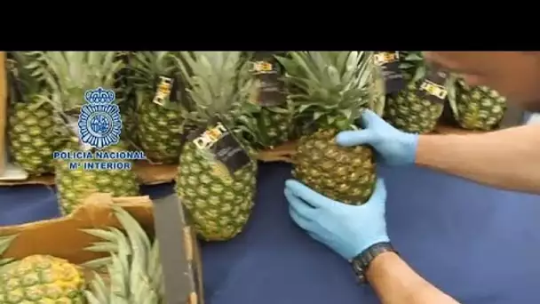 De la cocaïne dans des ananas
