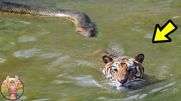 Rencontres Inhabituelles Entres Animaux Filmées Par Caméra !