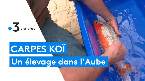 Un élevage de carpes koï dans l'Aube