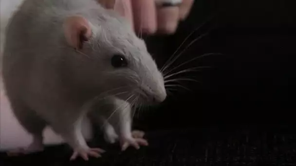 AU SECOURS  j'ai la phobie des rats !