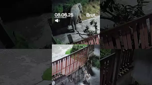 3 chiens domestiques ont tenté de protéger leur maison d'un éléphant sauvage.
