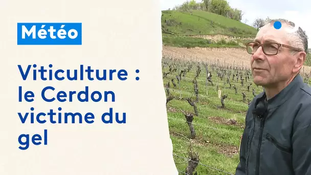 Viticulture : le Cerdon victime du gel