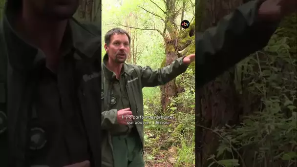 Le saule têtard est en danger. 300 de ces arbres sont à protéger dans cette réserve biologique 🌳