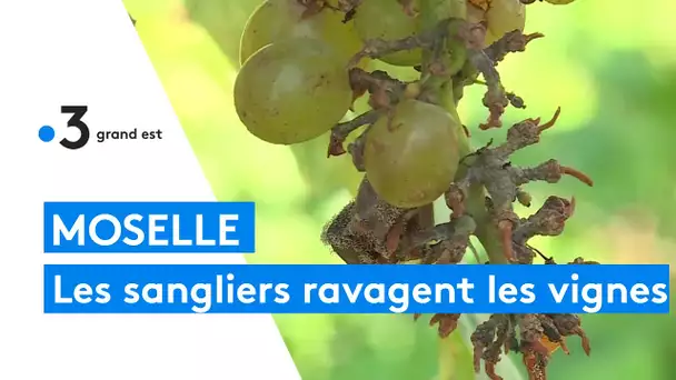 Moselle : des vignobles saccagés par des sangliers