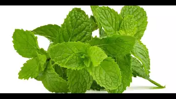 La recette de la sauce à la menthe