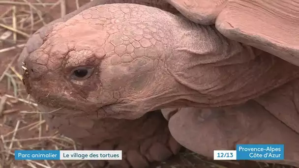 Le village des tortues de Carnoules en plein confinement