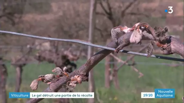 Viticulture : le gel détruit une partie de la récolte en Nouvelle-Aquitaine