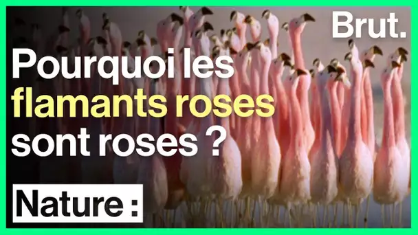 Pourquoi les flamants roses sont roses ?