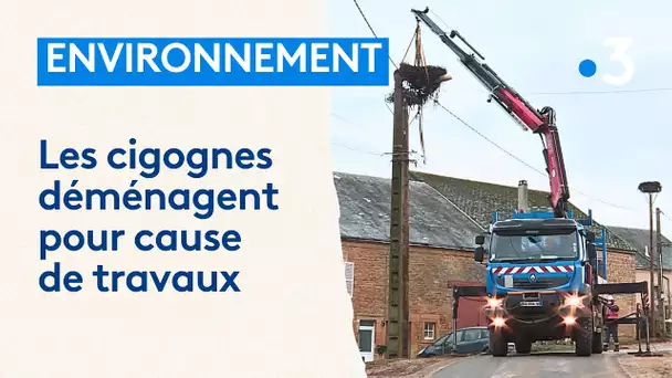 Insolite : des grues déménagent des nids de cigognes