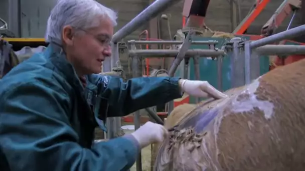 Ils vont pratiquer une césarienne sur une vache