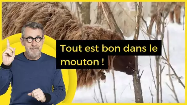 Tout est bon dans le mouton !  - C Jamy