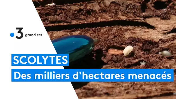 SCOLYTES : des milliers d'hectares de forêt sont menacés