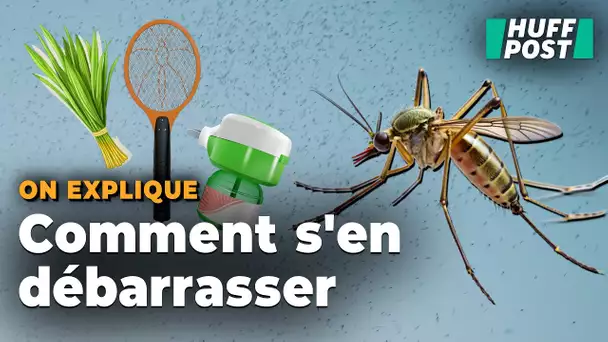 Moustiquaire ou citronnelle ? Comment se protéger vraiment des moustiques