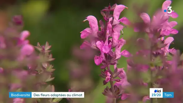 A Albi, les professionnels horticoles imaginent les jardins de demain