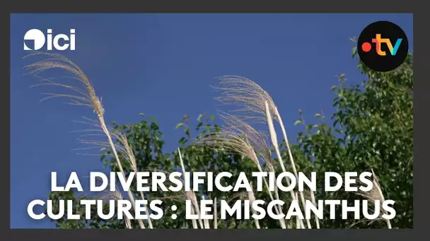 La diversification des cultures : le miscanthus