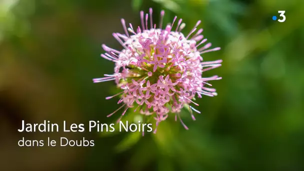 Les Pins Noirs, un jardin tout en contrastes entre ombre et lumière