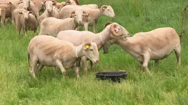 Des moutons pour entretenir les berges de la Dordogne à Bergerac