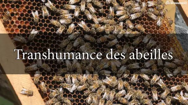 Transhumance des abeilles : direction les champs de lavandes