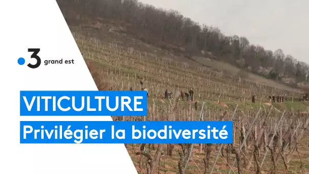 Viticulture : privilégier la biodiversité sur les terroirs d'exception