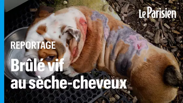 Gordo, chiot brûlé vif au sèche-cheveux, cherche une nouvelle famille