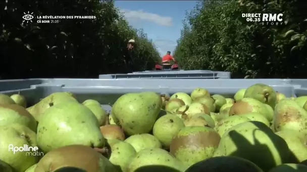 Conséquence des intempéries et du gel, les prix des fruits de l'automne risquent de s'envoler