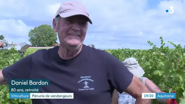 Vendanges à Bordeaux : focus sur les petites mains de la vigne