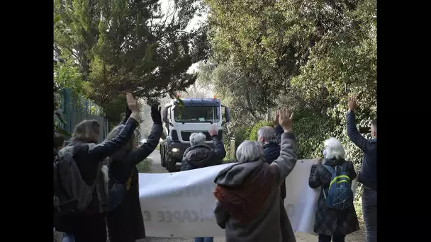 Montpellier : le chêne de la discorde de Castelnau-le-Lez