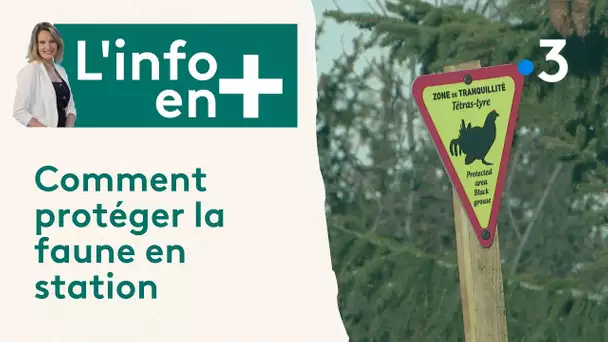 Comment protéger la faune dans les stations de sports d'hiver