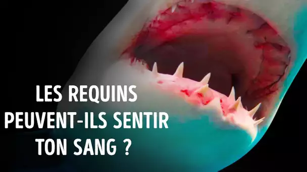 Les Requins Peuvent-Ils Vraiment Sentir Le Sang A Un Kilomètre De Distance ?