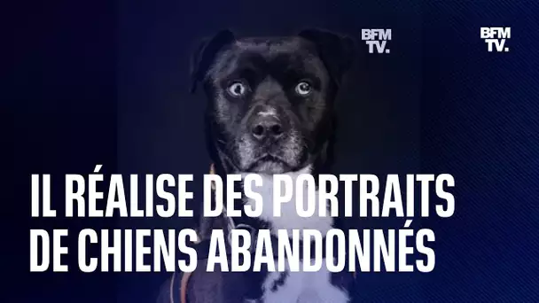 Ce photographe réalise d’élégants portraits de chiens abandonnés pour aider leur adoption