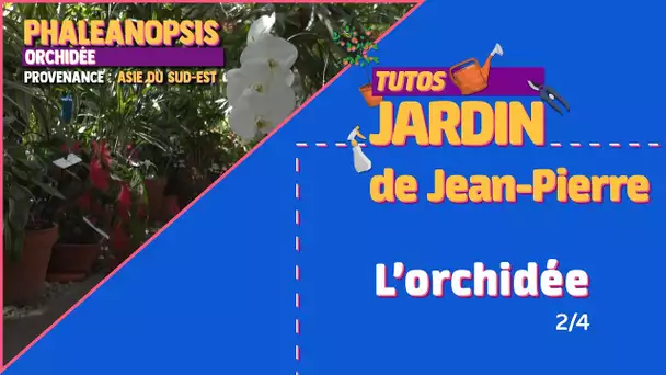Les #TutosJardin de Jean-Pierre : l'orchidée (2/4)