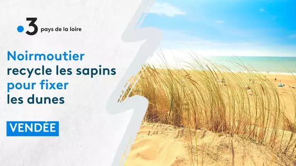 Noirmoutier recycle les sapins pour fixer les dunes