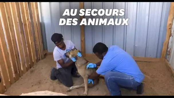 À Gaza, cette association profite du cessez le feu pour soigner les animaux blessés sous les bomba