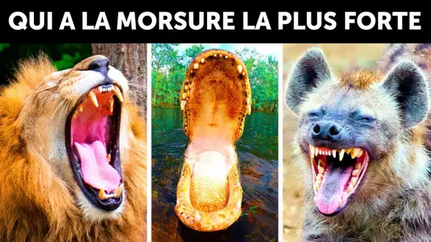 Qui A La Morsure La Plus Puissante Sur Terre