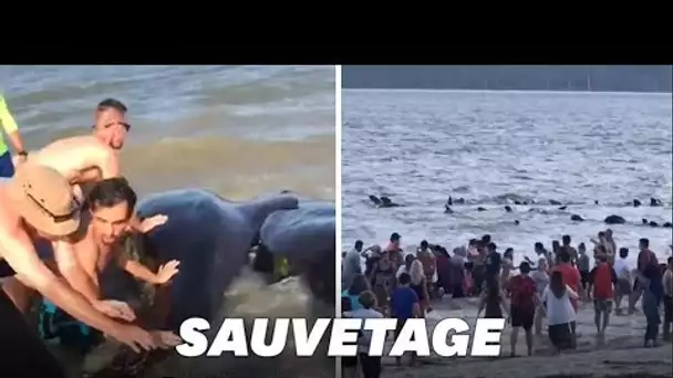 Des dauphins échoués sur la plage sauvés par des baigneurs