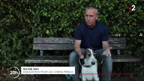 Royaume-Uni : les vols de chiens se multiplient