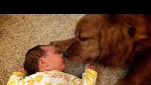 Une maman laisse son bébé seul avec le chien pendant quelques secondes et c'est arrivé...