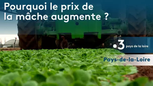 Agriculture : Pourquoi la mâche est-elle plus chère ?