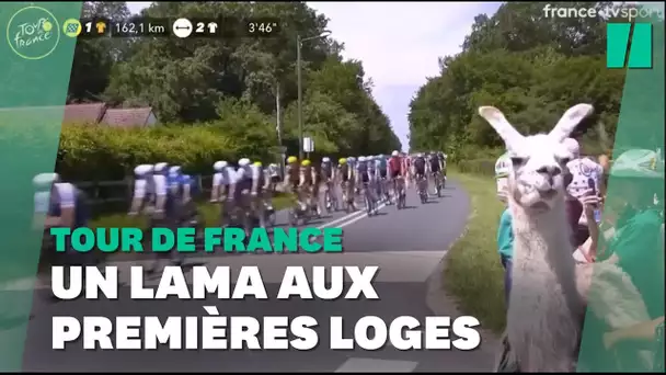 Au Tour de France, ce lama en bord de route n'est pas passé inaperçu