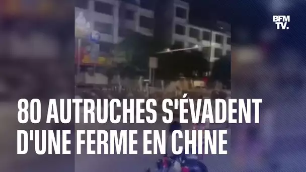 Chine: 80 autruches s'évadent d'une ferme et parcourent les rues