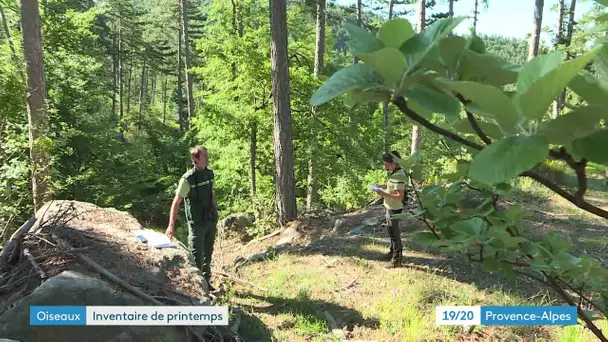 L'ONF recense les oiseaux en forêt à l'oreille