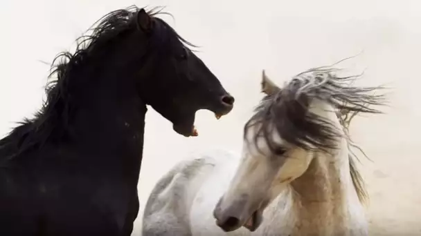 Cheval noir VS cheval blanc - ZAPPING SAUVAGE