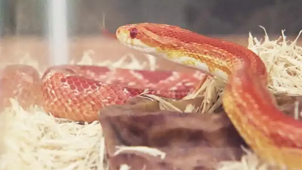 Le serpent attaque son propriétaire