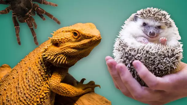 Top 5 des animaux domestiques insolites, ne prends pas ça à la maison