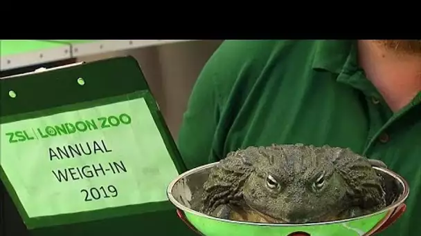 Pesée annuelle pour les animaux du zoo de Londres